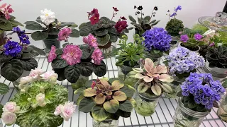 African Violets and a Mini Bubble Garden - March 2023