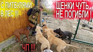 ЩЕНКИ ЧУТЬ НЕ ПОГИБЛИ В ЛЕСУ !!! КРОВЬ СО РТА !!!