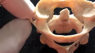 Atlas & Axis - Atypical Cervical Vertebrae - Human anatomy video