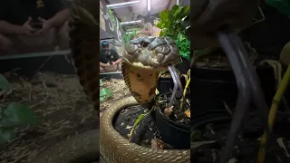 Massive KING COBRA Defends Territory! #short #shorts #snake #wildlife #animal #kingcobra