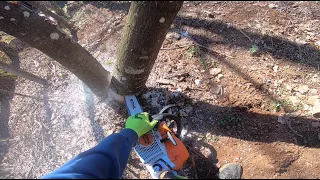 STIHL MS261 Cutting TREE DOWN!!