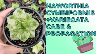 Haworthia Cymbiformis and Cymbiformis Variegata Care & Propagation