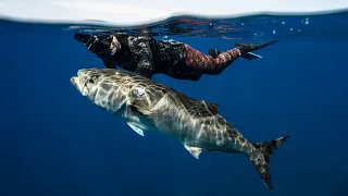 Spearfishing 8 KG Blue Fish Shorediving in Canarias! RAW CLIPS