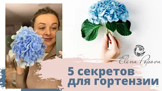 5 секретов обработки срезанных цветов гортензии. Как сохранить свежесть цветов долго