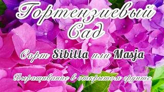 Обзор крупнолистной гортензии Sibilla или Masja (Сибилла или Мася). Открытый грунт. Беларусь