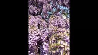 Wisteria and Bumblebees