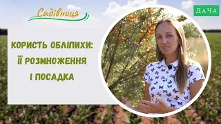 Як Правильно Посадити Обліпиху? Користь Обліпихи, її Розмноження і Посадка.