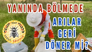 Arı bölme işlemi tamam. Peki geri dönen oldu mu? | Arıcılık | Yanında bölme