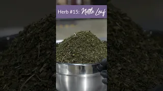 Herb #15: Nettle Leaf (23 Herbs to Try in 2023)