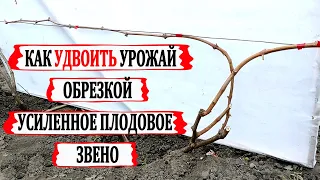 🍇 Как УДВОИТЬ УРОЖАЙ на винограде. УСИЛЕННОЕ ПЛОДОВОЕ ЗВЕНО. Разбор двух способов обрезки винограда.