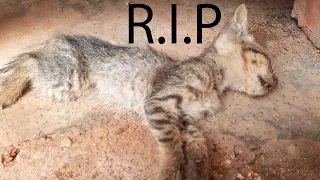 OMG! So Sad Poor Abandoned Kitten Dead at Pagoda