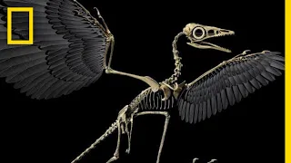 Are Birds Modern-Day Dinosaurs? | National Geographic