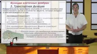 Функции клеточных мембран