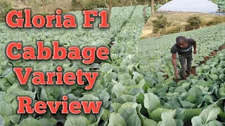 Gloria F1 Cabbage performance Review