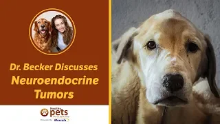 Dr. Becker Discusses Neuroendocrine Tumors