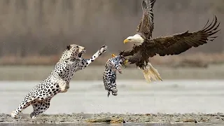 The Most Epic Eagle Attacks Ever Caught on Camera!