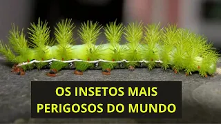 Os 10 INSETOS mais PERIGOSOS do MUNDO. Muita atenção em cada DETALHES!