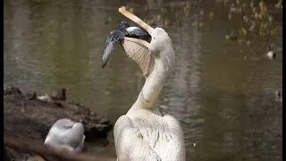 Пеликан глотает голубей. Невозможно отговорить голодного пеликана съесть голубя, потерявшего страх