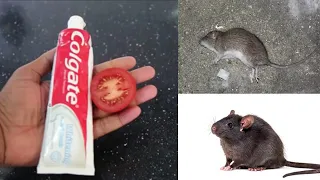 MAGIC COLGATE AND TOMATO | Kill RATS Within 10 minutes || Home Remedy | Mr. Maker