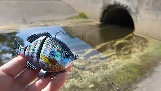 FAT Bass CHOKES Bluegill SWIMBAIT While Bank Fishing (HUGE BASS)