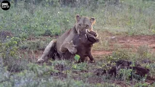 The Lion Skillfully Attacks Warthog and Eat  - Animal Video | ATP Earth