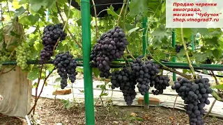 Виноград БАГИРА- такие же крупные и мощные грозди и ягоды как у знамениой пантеры! Вы уже посадили?