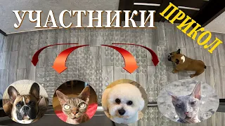 ПРИКОЛ.СКУЧНО СТАЛО.НАШИ СОБАКИ И КОТЫ ПРОСТО В ШОКЕ!