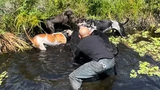 Feral Hog / Boar hunting with dogs in Florida - pigs everywhere!