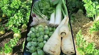 Autumn Harvest,  Strawing Celeriac,  Planting Out Overwinter Onions.