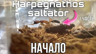 Harpegnathos saltator | 1 часть #inshot #муравиная #муравьи