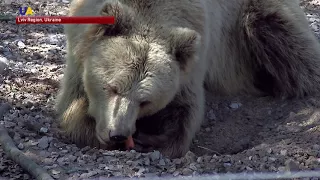 Watch Rescue Bears Enjoy Their New Home in Sanctuary Near Lviv