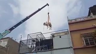 Cow dead during lifting by crane