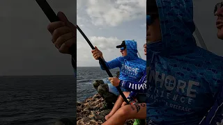 LAND BASED FISHING - FIGHT #4 - 2024FWU - INSHORE EXPERIENCE FISHING CAPE VERDE SAL ISLAND #shorts