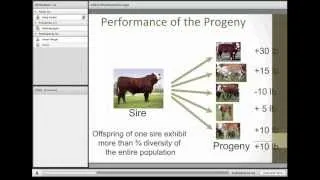 Understanding and Utilizing EPDs in the Selection of Sires