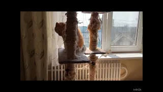 Котики Life of 6 cats. Please subscribe to the channel! 18 мая