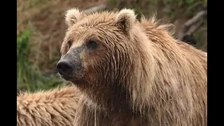 24 Minutes of Surprise Grizzly Bear Attacks