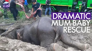Incredible rescue as mum elephant given CPR and baby struggling to climb out of manhole in Thailand