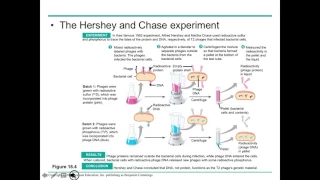 Ch 16 Molecular Basis of Life Lecture