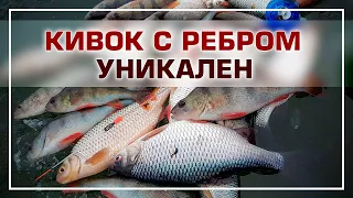 Кивок с ребром жесткости, суперновинка!