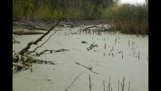 Hiking to the peninsula surrounded by swamp and to the Don River Полуостров, болото и река Дон