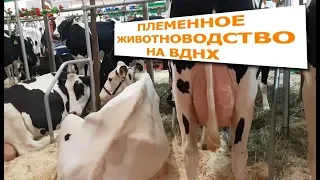 Выставка племенного животноводства на ВДНХ. ЗОЛОТАЯ ОСЕНЬ - 2019