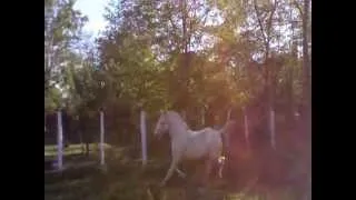 Lipizzaners ( odmor za oci i dusu )