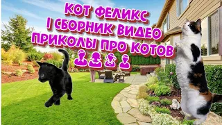 Сборник видео приколы про котов 👨👩👧👦 | Сидим дома у кота депрессия | коронавирус | Видео для детей