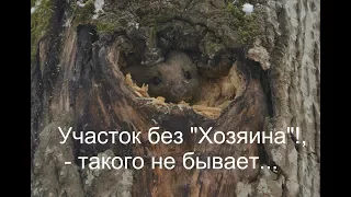 Охота с лайкой на куницу... Участок без хозяина, такого не бывает!