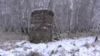 SIBERIAN ROE DEER HUNTING IN RUSSIA WITH LATVIAN SAFARI CLUB