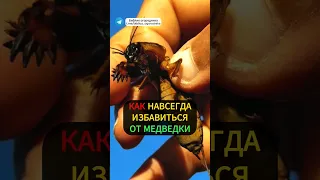 Как Избавиться от Медведки: Проверенные Методы Борьбы #медведка #огород #вредители #дача #урожай