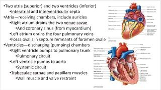 2402 Lecture Chapter 18 Heart 1 PowerPoint Screencast