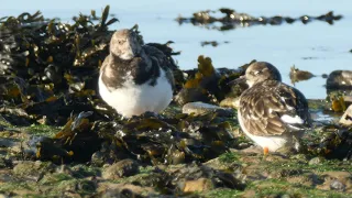 OLYMPUS 300mm F4 LENS & MC20 2X EXTENDER ON MY GH5  LOVELY WEATHER FOR A CHANGE AT THE COAST