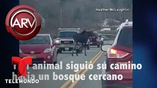 Se fugó un alce y se metió en una autopista | Al Rojo Vivo | Telemundo
