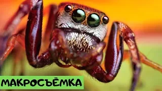 Макросъемка. Удивительный мир насекомых